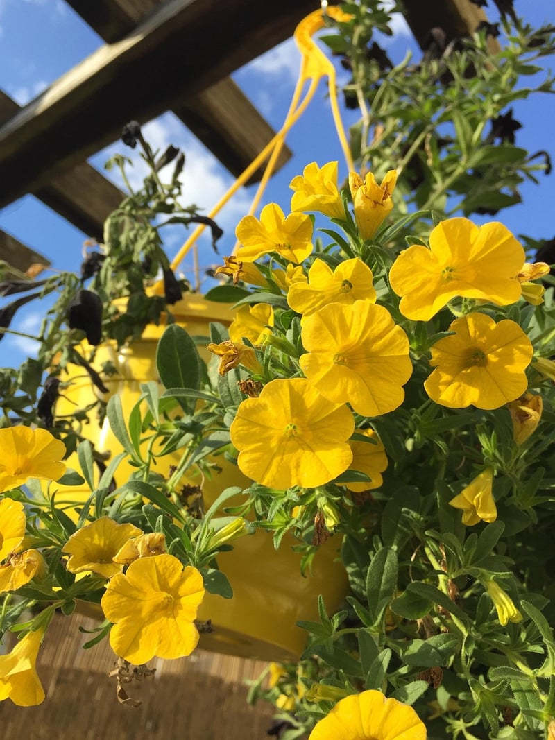 Hanging baskets